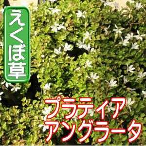 プラティア アングラータ エクボソウ 苗 9セ...の詳細画像1