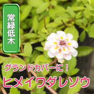 ◆ヒメイワダレソウ　リピア　リッピア　6ポットセット　苗　９センチポット　3号　花苗セット｜kokonagi