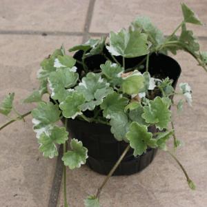 オリジナルパンジー SSセレクション 'ももこ2' 10.5cmポット 3.5号