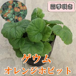 ゲウム (矮性・四季咲き性) オレンジホビット...の詳細画像1