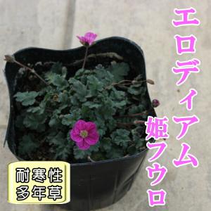 エロディアム　姫フウロ　ローズ(フウロソウ科)　苗　9センチポット　エロディウム