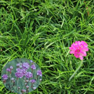 山野草）カンアオイ（寒葵）タイリンアオイ（大輪葵） 弁天星 3号（1