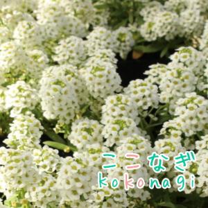 ◆アリッサム（スイートアリッサム）ホワイト　白　苗　24ポットセット　9センチポット｜kokonagi