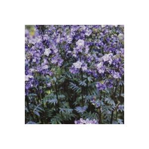 ポレモニウム（ハナシノブ）パープルレインストレイン　9センチポット