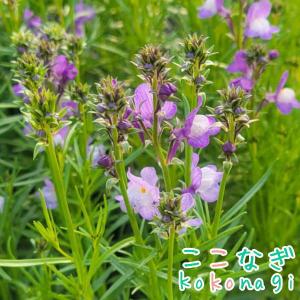 宿根リナリア（ヒメキンギョソウ） プルプレア ピンク 姫金魚草 ひめ