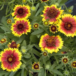 元気な花色！ガイラルディア　アリゾナ　サン　9センチポット　3号