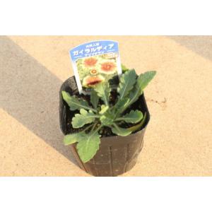 元気な花色!ガイラルディア アリゾナ サン 9...の詳細画像2