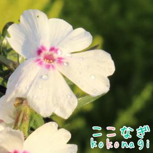 ピンクのアクセント 芝桜 アメージング・グレース...の商品画像
