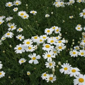 ジョチュウギク(除虫菊)白 9センチポット 3号の商品画像