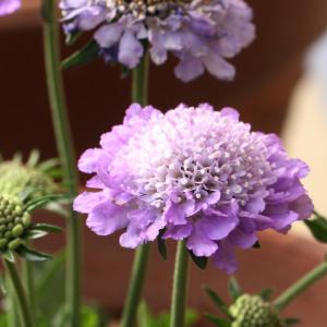 予約販売 バラ 苗 新苗 京阪園芸 はいから 四季咲き 薔薇 ばら 送料