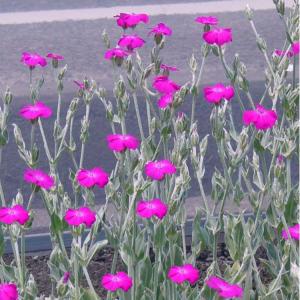 リクニス　コロナリア　ローズ　フランネルソウ　9センチポット　3号