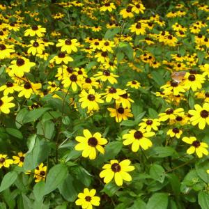 トリロバ系　ルドベキア　タカオ　9センチポット　3号