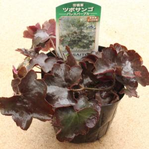 ツボサンゴ(ヒューケラ）　パレスパープル　9センチポット　3号