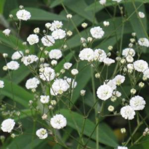 宿根カスミソウ　パニキュラータ　ダブル　八重咲高性種　9センチポット　3号