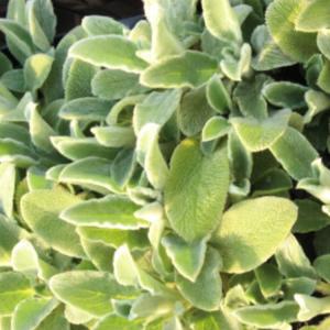 ハーブ苗 ハーブ種類 ラムズイヤー 苗 花 ガーデニング 通販 Yahoo ショッピング