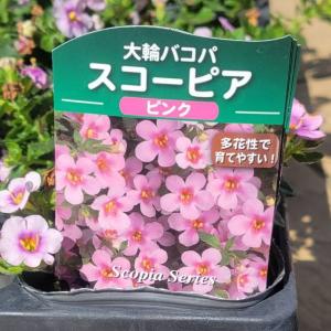 大輪バコパ スコーピア ピンク 苗 9センチポットの詳細画像1