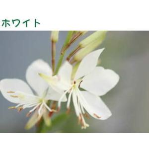 ガウラ(白蝶草)ベレーザシリーズ 3.5号 1...の詳細画像1