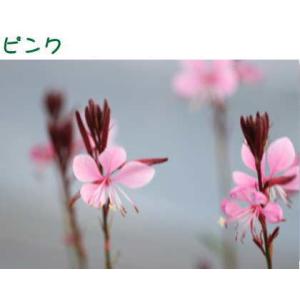 ガウラ(白蝶草)ベレーザシリーズ 3.5号 1...の詳細画像2