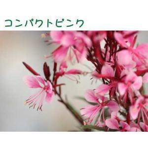 ガウラ(白蝶草)ベレーザシリーズ 3.5号 1...の詳細画像3