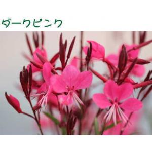 ガウラ(白蝶草)ベレーザシリーズ 3.5号 1...の詳細画像4