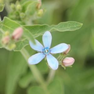 美しい青花　オキシペタラム　ブルースター　苗　9センチポット　3号｜kokonagi