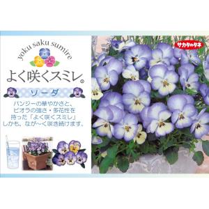★予約販売★パンジー よく咲くスミレ ‘ソーダ...の詳細画像2