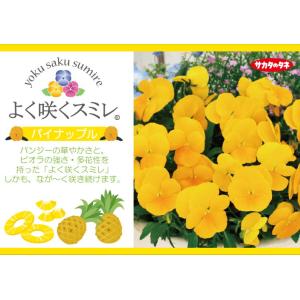 ★予約販売★パンジー よく咲くスミレ ‘パイナ...の詳細画像2