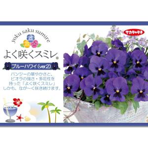 ★予約販売★パンジー よく咲くスミレ ‘ブルー...の詳細画像1