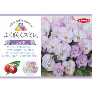 ★予約販売★パンジー よく咲くスミレ ‘ライチ...の詳細画像1
