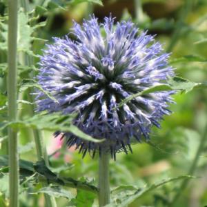 2026年2月】ルリタマアザミ（花の苗）のおすすめ人気ランキング