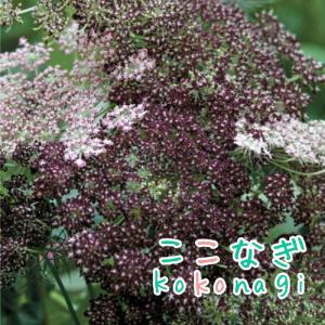 ダウカス　ダーラ　苗　9センチポット　3号