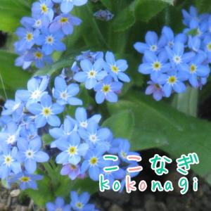 ハイビスカス スキゾペタルス（原種系） フウリンブッソウゲ : 日本