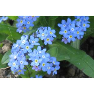 ワスレナグサ ブルー 勿忘草 忘れな草 苗 9...の詳細画像3