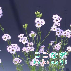 ギリア　トリコロール 苗　9センチポット　3号