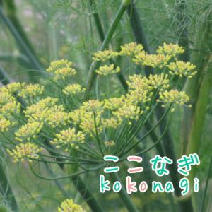 フェンネル　苗　9センチポット　3号
