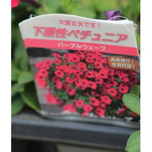 下垂性ペチュニア パープル 苗 9cmポット ...の詳細画像2