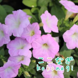 下垂性ペチュニア ミスティライラック　苗　9cmポット　3号　ウェーブ(R)シリーズ