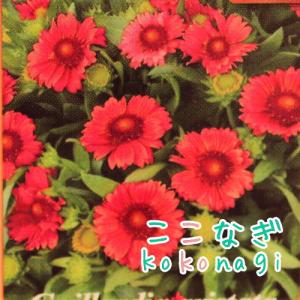 落ち着いた深紅　ガイラルディア　アリゾナ　レッドシェード　9センチポット　3号