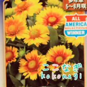 明るく元気！　ガイラルディア　アリゾナ　アプリコット　9センチポット　3号