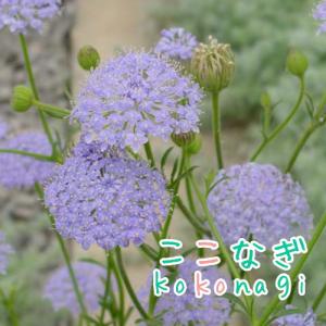 ブルーレースフラワー　苗　9センチポット　3号