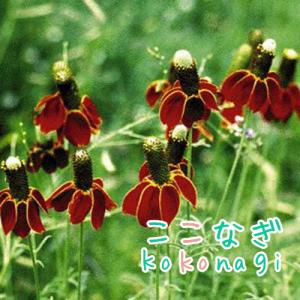 情熱のメキシコ！　ラティビダ　メキシカンハット　レッド　苗　9センチポット　3号