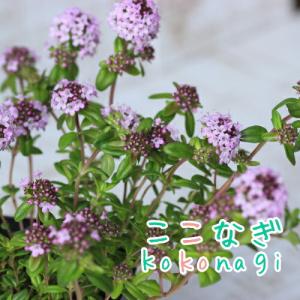 タイム ロンギカウリス 苗 9センチポット 3号の商品画像