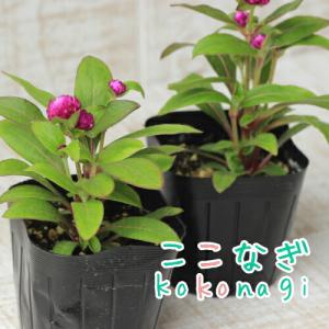 センニチコウ（矮性）レッド　千日紅　９センチポット　3号