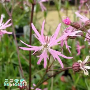 リクニス　フロスククリ　ピンク　9センチポット　3号