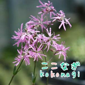 リクニス フロスククリ ピンク 9センチポット 3号の詳細画像1
