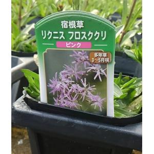 リクニス フロスククリ ピンク 9センチポット 3号の詳細画像3