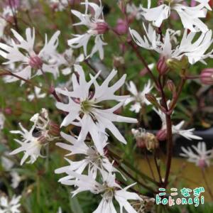 リクニス　フロスククリ　ホワイトロビン　9センチポット　3号