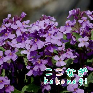 ムラサキハナナ 紫 9センチポット 3号の詳細画像1