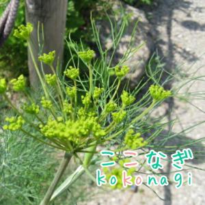 ディル　苗　9センチポット　3号