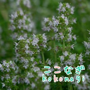 タイム　苗　コモンタイム　ハーブ　9センチポット　3号